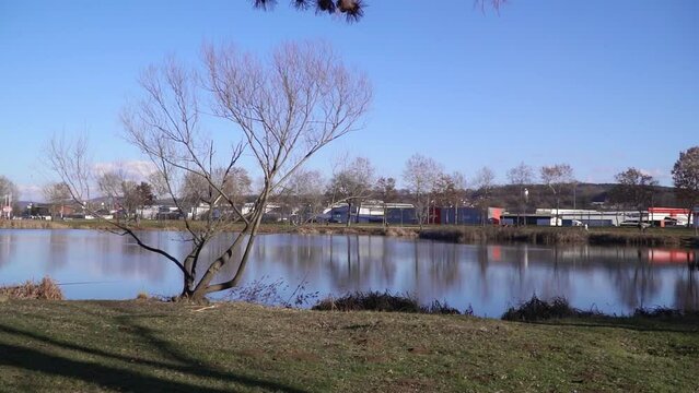 A bare tree on a shore of lake Bubanj with buildings and cars on other side