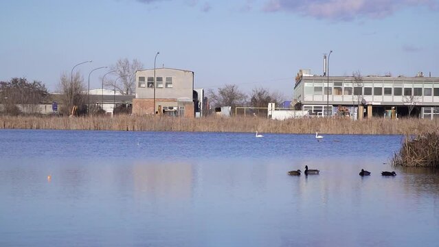 Mallard ducks and mute swans on lake Bubanj with industrial building on shore