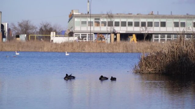 Mallard ducks resting in shadow on a lake Bubanj and swans swim in background