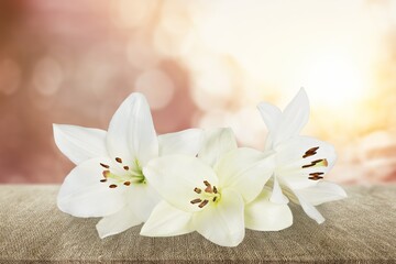 Fototapeta na wymiar White fresh Lily flower decoration