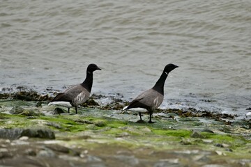Brent geese look out to sea