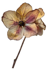 Dried flower petals,