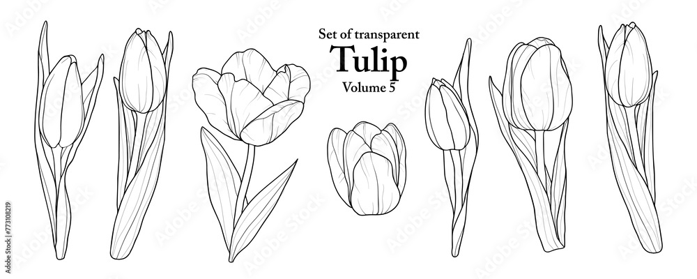 Canvas Prints A series of isolated flower in cute hand drawn style. Tulip in black outline and white plain on transparent background. Drawing of floral elements for coloring book or fragrance design. Volume 5.