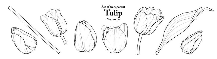 A series of isolated flower in cute hand drawn style. Tulip in black outline and white plain on transparent background. Drawing of floral elements for coloring book or fragrance design. Volume 4.