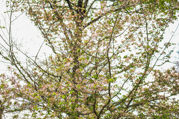 Fototapeta premium Flowers and branches of a tree