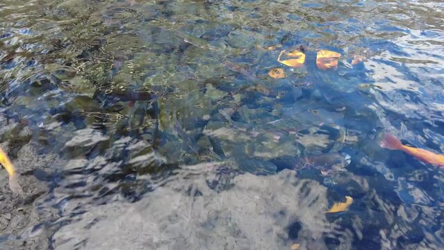The rainbow and golden trout on the surface of the water at Lil-Le-Hi Trout Nursery in Allentown, Pennsylvania, U.S.A