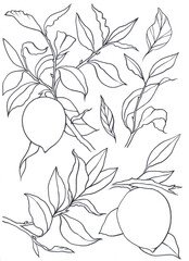 
lemon leaf graphic line black fruit citrus flower - obrazy, fototapety, plakaty
