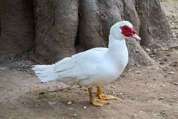 White duck with red beak  at Villa Borghese city park in Rome, Italy