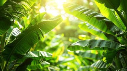 Let the vibrant wallpaper of the lush greenery of a Banana Plant evoke a feeling of tropical paradise in your graphic art.