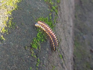 Caterpillars or centipedes are mating