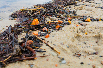 Beautiful pieces of amber among seaweed on a sandy beach