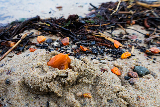 Beautiful pieces of amber among seaweed on a sandy beach