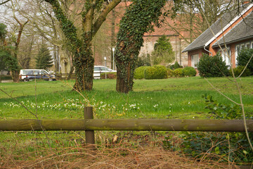 Photo of delicate springs flowers of snowdrops in green grass, the first spring flowers