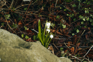 Photo of delicate springs flowers of snowdrops in green grass, the first spring flowers