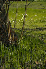 Photo of delicate springs flowers of snowdrops in green grass, the first spring flowers