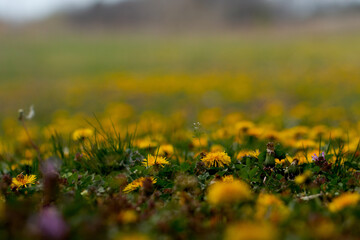 field of dandelions