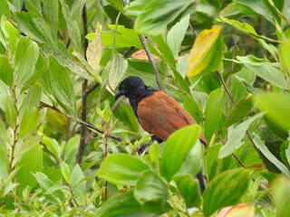 The greater coucal or crow pheasant (Centropus sinensis) among the leaves