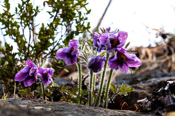 Purple flowers of Pulsatilla pratensis with dew drops and soaked at spring dawn.
