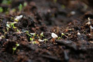 plants coming out in spring
