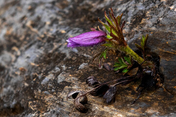 Purple flowers of Pulsatilla pratensis with dew drops and soaked at spring dawn.