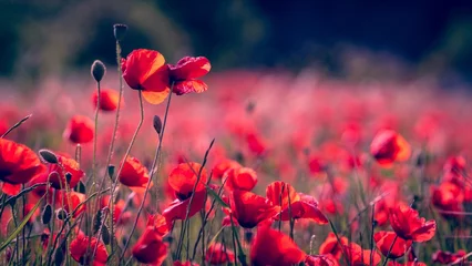 Zelfklevend Fotobehang Poppy flowers blanket the field in a sea of vibrant red, their delicate petals swaying gently in the breeze © NGUYENDINH