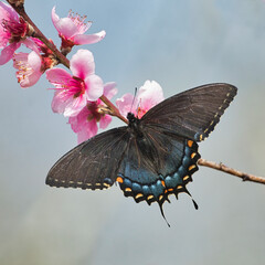 Eastern Tiger Swallowtail butterfly perched on a branch with flowers