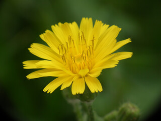 Margherita selvatica