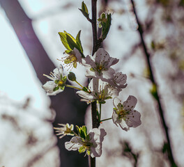A tree with white flowers is in the foreground