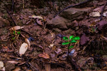 Small green plant growing in the mud, with its new leaves emerging from the earth.