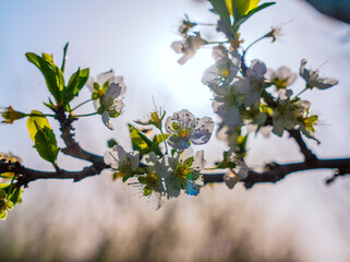 A branch of a tree with white flowers and leaves