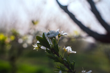 A close up of a white flower with a green stem