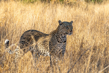 Leoparden (Panthera pardus) in hohem Gras