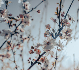A branch of a tree with white flowers