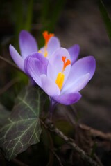 Vertical shot of a purple crocus  in a lush green with a blurry background
