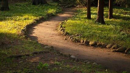 a path in the woods leading to a grassy forest area - Powered by Adobe