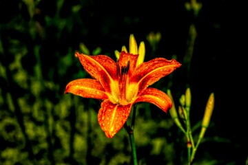 Close-up of a beautiful vibrant Tiger lily flower blooming in a forest