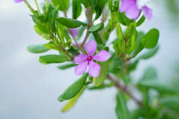 Fototapeta na wymiar Vibrant shot of a beautiful flower, featuring a single purple bloom on a green stem