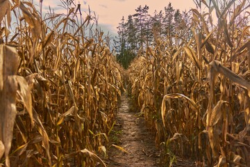 Dirt path winding through a lush cornfield at the golden hour of sunset