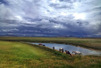 several horses grazing on the side of a grassy river bank
