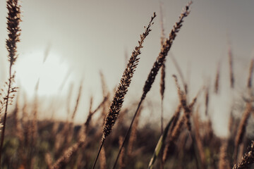 A field of tall grass with the sun shining on it