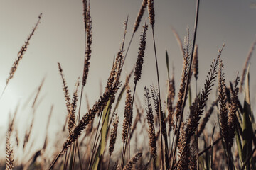 Fototapeta premium A field of tall, dry grass with a bright sun in the background