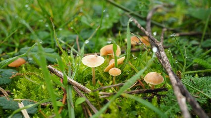 Grass and small Rickenella fibula mushrooms in the foreground