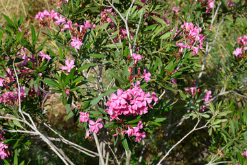 Common oleander shrub
