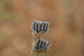 Velvetleaf seed pods