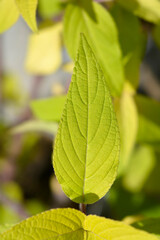 Pineapple sage Ananas leaves