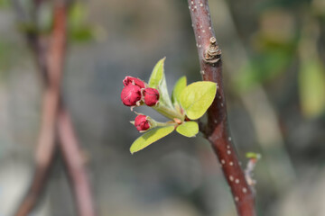 Crab apple Evereste branch with flower buds