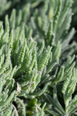 Lavender Goodwin Creek leaves