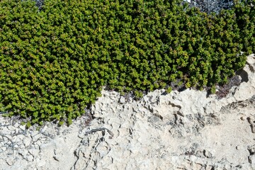 Closeup of a green plant growing on a rock - Powered by Adobe