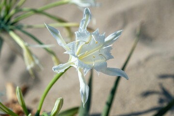 Closeup of a Hibiscus flower in sunlight