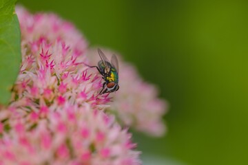 Acro shot of a fly perched on a flowering plant, with multiple vibrant blooms in full bloom